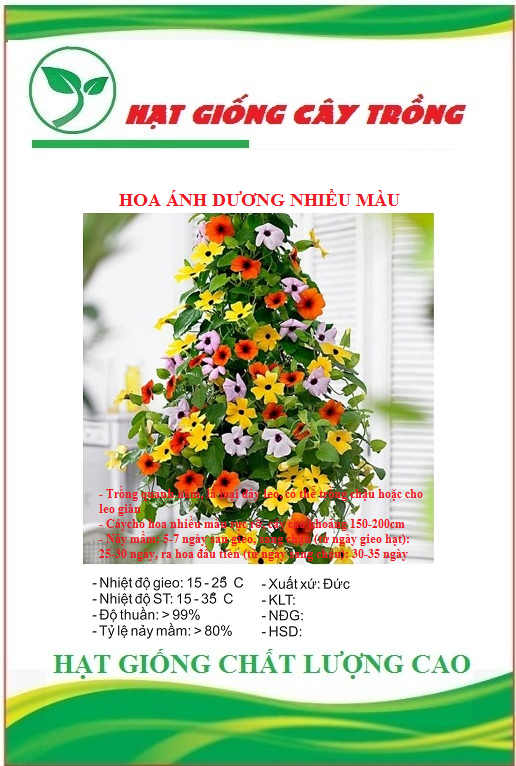 Hạt Giống Hoa Ánh Dương Nhiều Màu (Dây Leo) - Gói 5 hạt