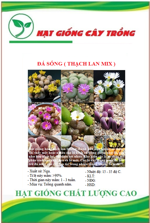 Hạt giống hoa đá sống thạch lan mix màu - Gói 10 hạt