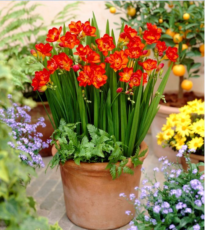 Củ Giống Hoa Lan Nam Phi Nhiều Màu ( Bộ 5 củ )
