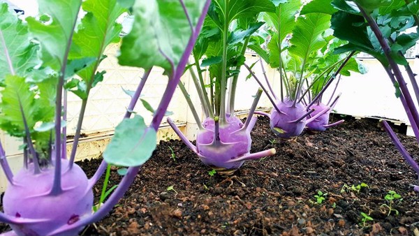 Hạt Giống Su Hào Tím F1 - Gói 30 hạt