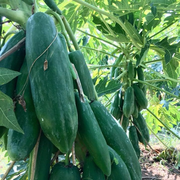 Hạt Giống Đu Đủ Ruột Đỏ Siêu Dài Phuket Thái