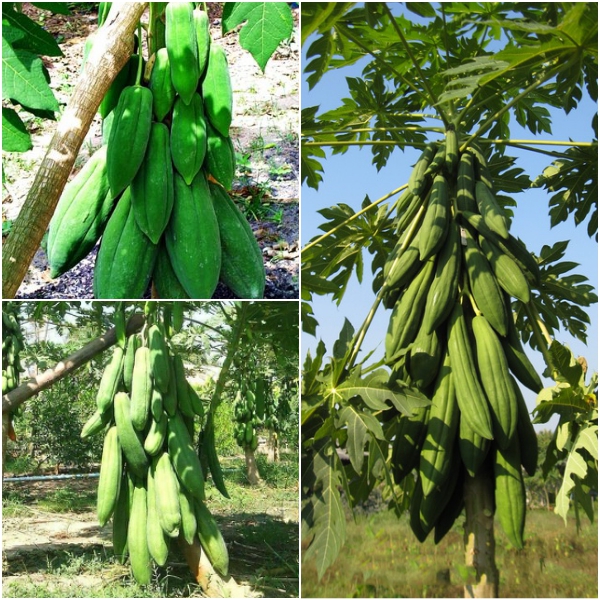 Hạt Giống Đu Đủ Siêu Dài Phuket Thái - Gói 5 gram ( 110 -120 hạt )