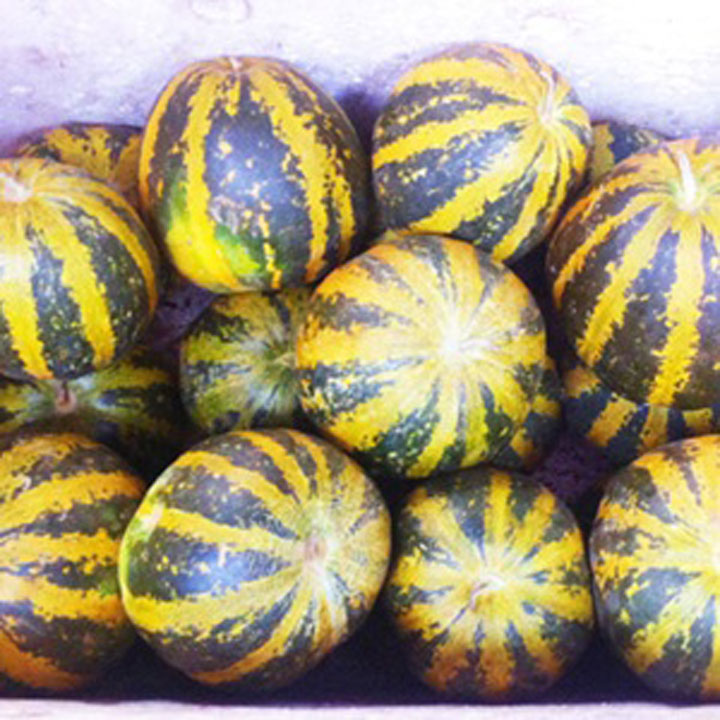 Hạt Giống Dưa Bở Thơm Cao Sản