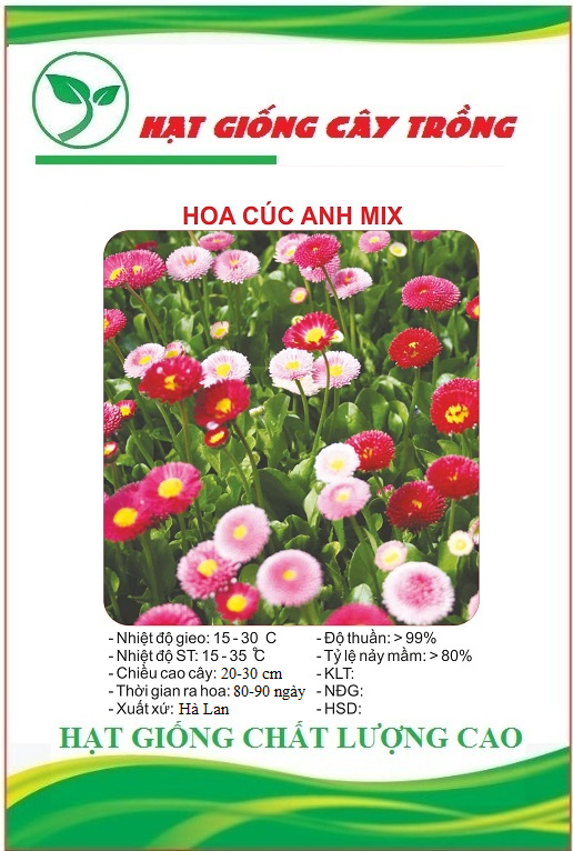 Hạt giống hoa cúc anh nhiều màu - Gói 50 hạt