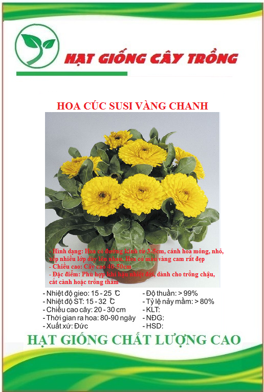 Hạt Giống Hoa Cúc Susi Vàng Chanh - Gói 50 hạt