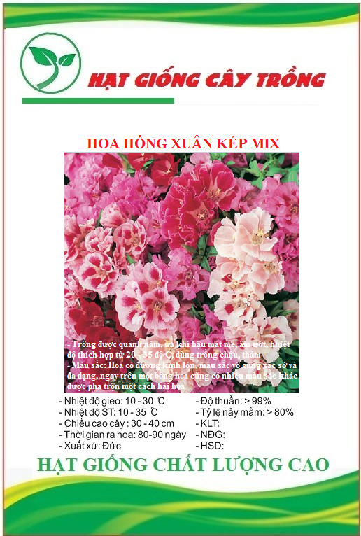 Hạt giống hoa hồng xuân kép nhiều màu - Gói 20 hạt