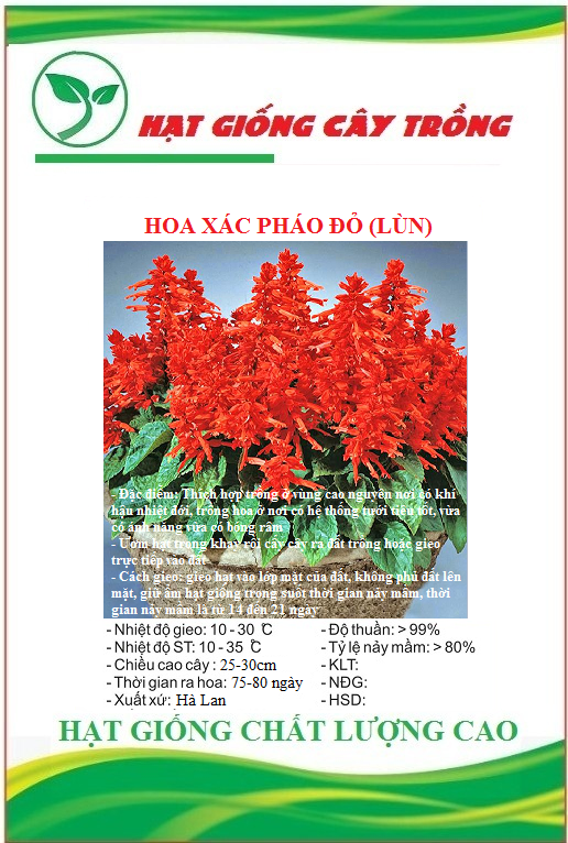 Hạt Giống Hoa Xác Pháo Đỏ Lùn - Gói 50 hạt