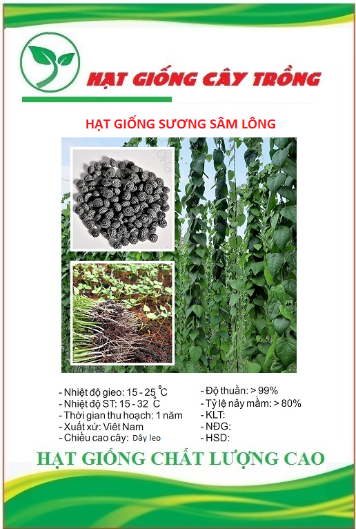 Hạt Giống Sương Sâm Lông