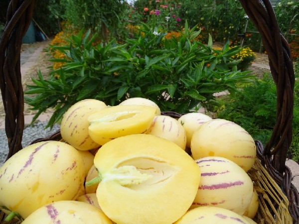 Hạt Giống Dưa Hấu Nam Phi Pepino F1
