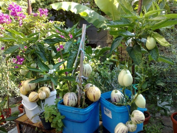 Hạt Giống Dưa Hấu Nam Phi Pepino F1