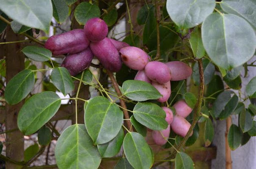 Hạt Giống Quả Holboellia latifolia Wall (Dưa Quả Tháng Tám)