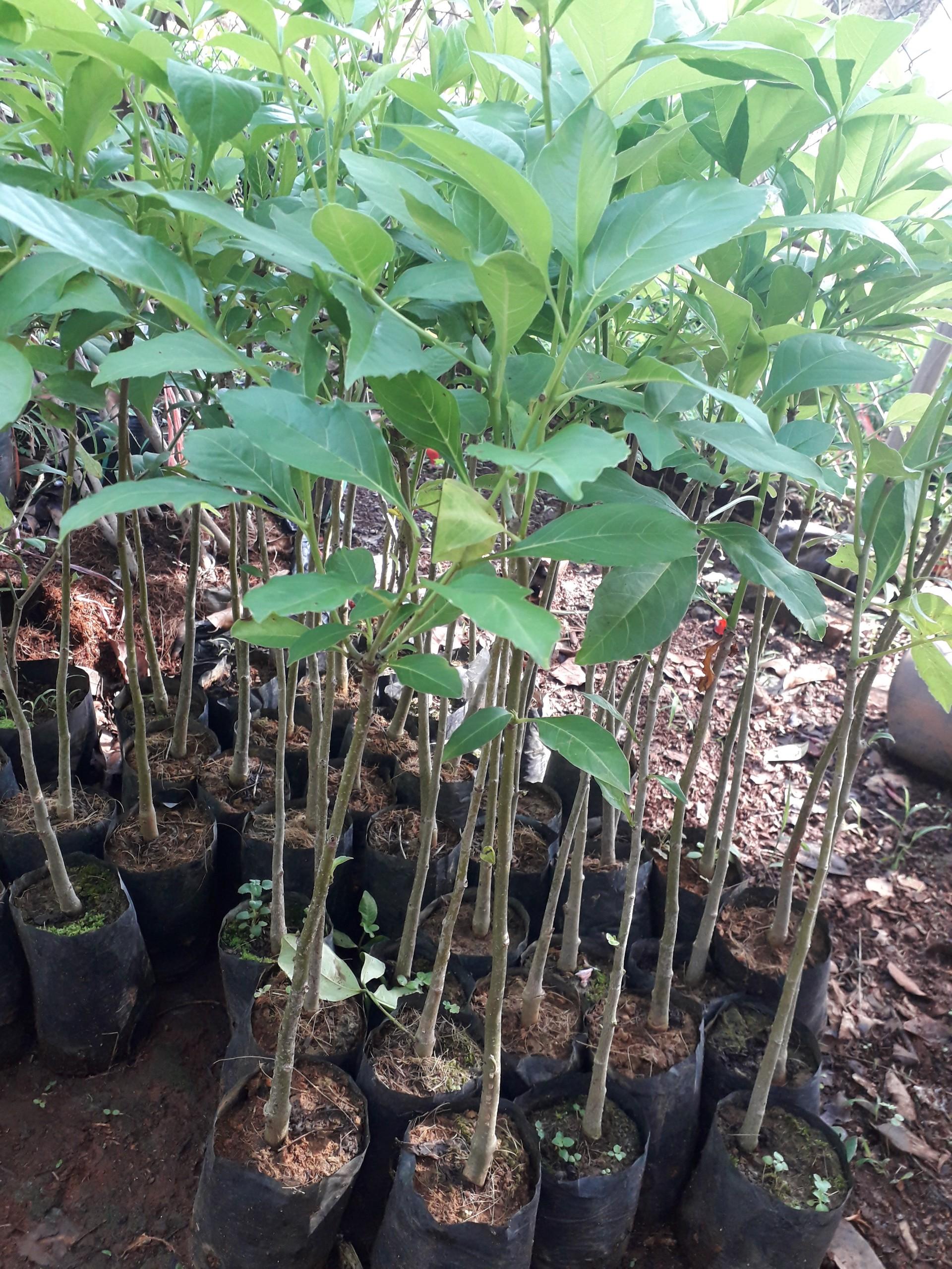 Hạt giống cây bao báp khổng lồ - 1 hạt