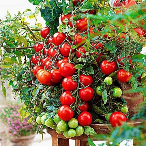 Hạt Giống Cà Chua Bi Lùn F1 Quả Đỏ