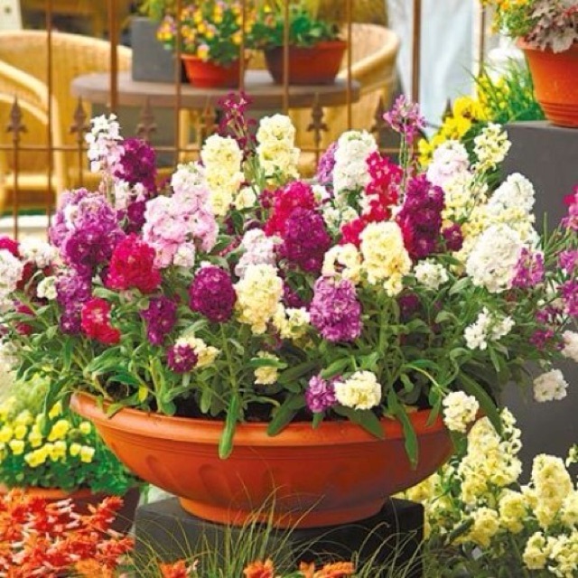 Hạt Giống Hoa Hoàng Anh Mix Màu