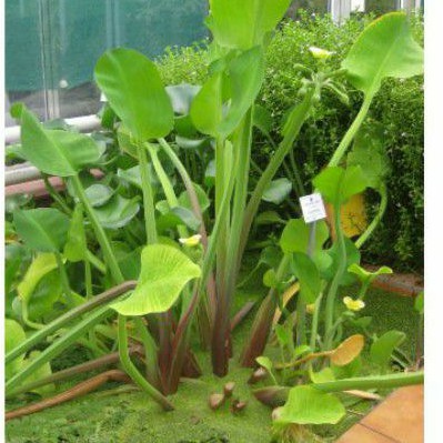 Hạt Giống Kèo Nèo (Rau Tai Tượng)