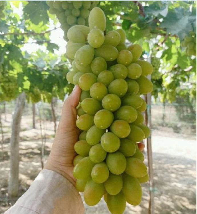 Hạt Giống Nho Xanh
