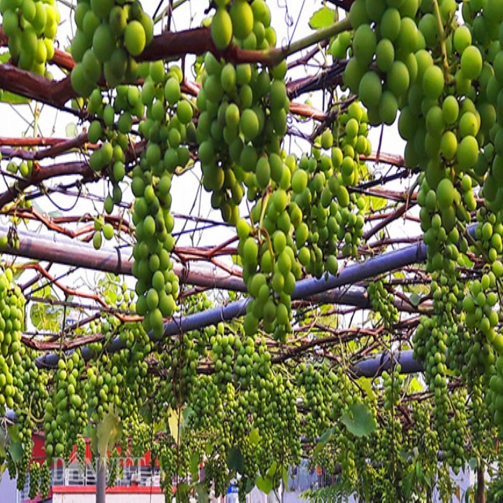 Hạt Giống Nho Xanh