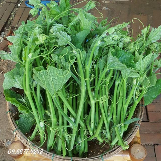 Hạt Giống Bầu Ngọn (Siêu đọt)
