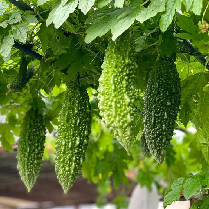 Hạt Giống Khổ Qua Trái Xanh F1