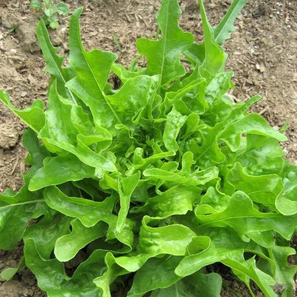Hạt Giống Rau Xà Lách Sồi Xanh OAKLEAF - Gói 2gram