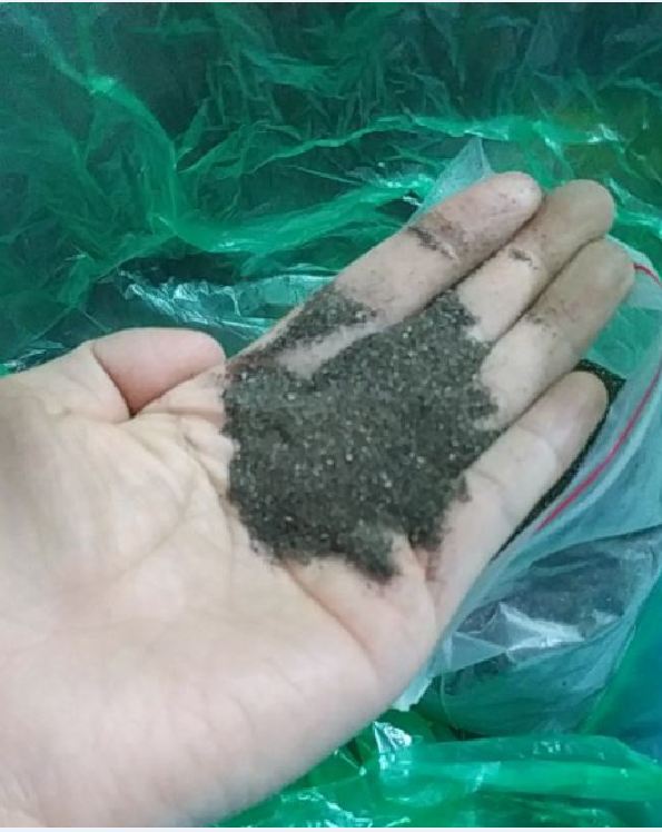 Hạt Giống Cây Nhân Trần