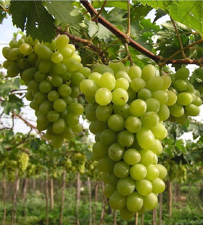 Hạt Giống Nho Xanh