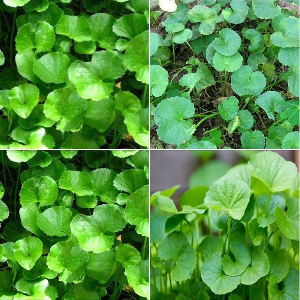 Hạt Giống Rau Má Lá Nhỏ