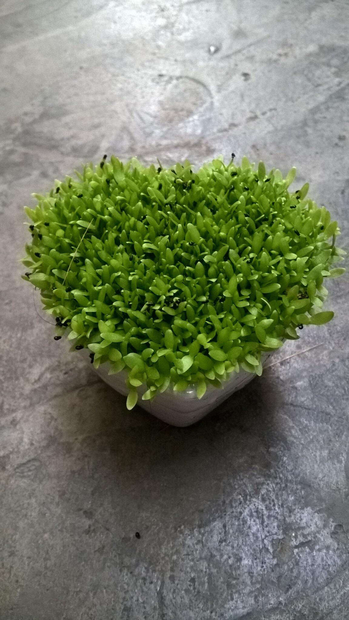 Hạt Giống Cỏ May Mắn - Gói 1gram