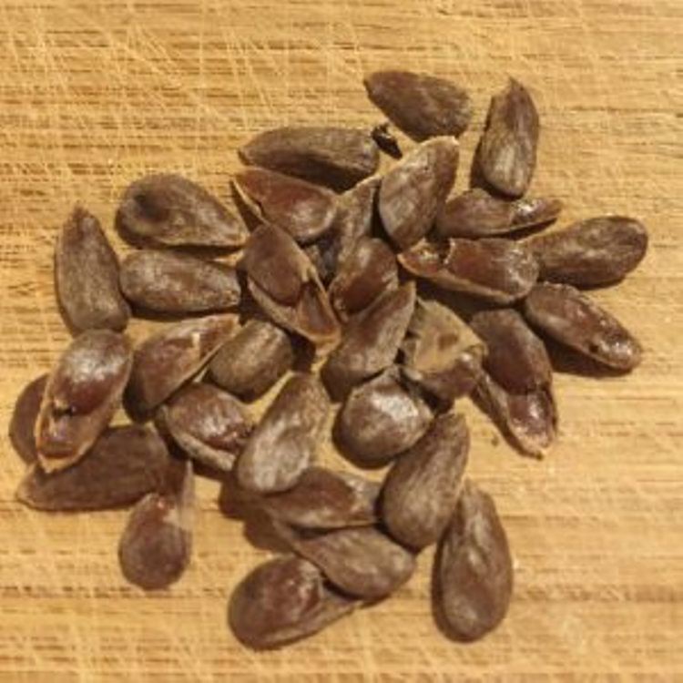 Hạt Giống Cây Nhàu