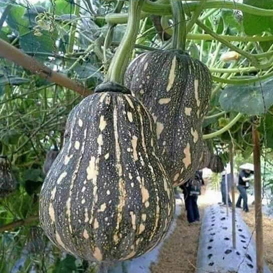 Hạt Giống Bí Đỏ Hạt Đậu F1