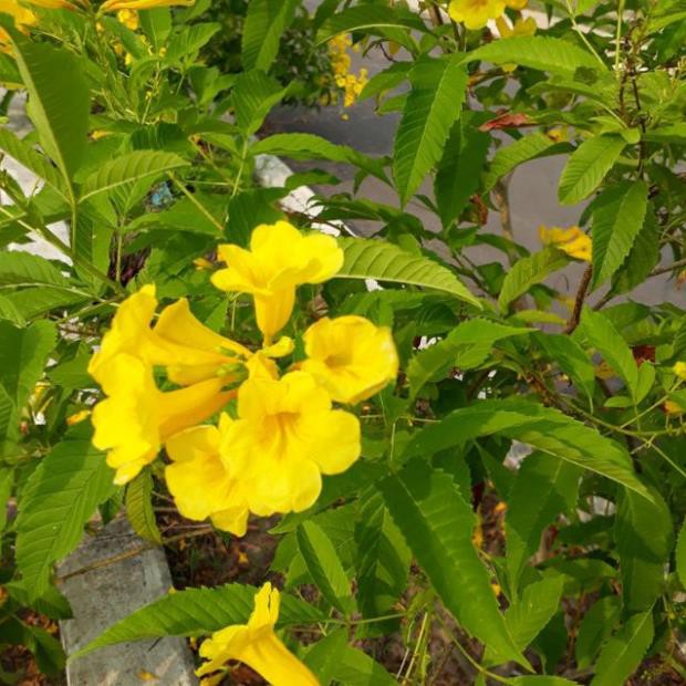 Hạt Giống Cây Hoa Chuông Vàng