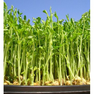 Hạt Giống Rau mầm đậu Hà Lan - Gói 50gram