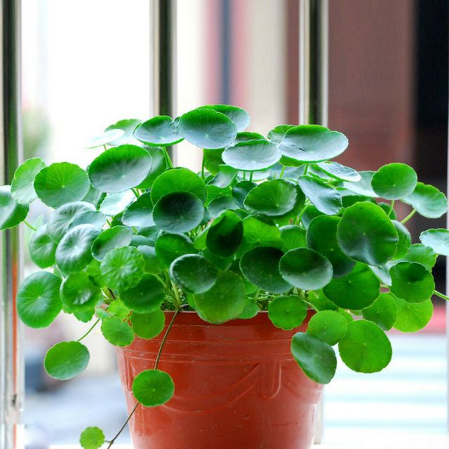 Hạt giống cây cỏ đồng tiền - Gói 50 hạt