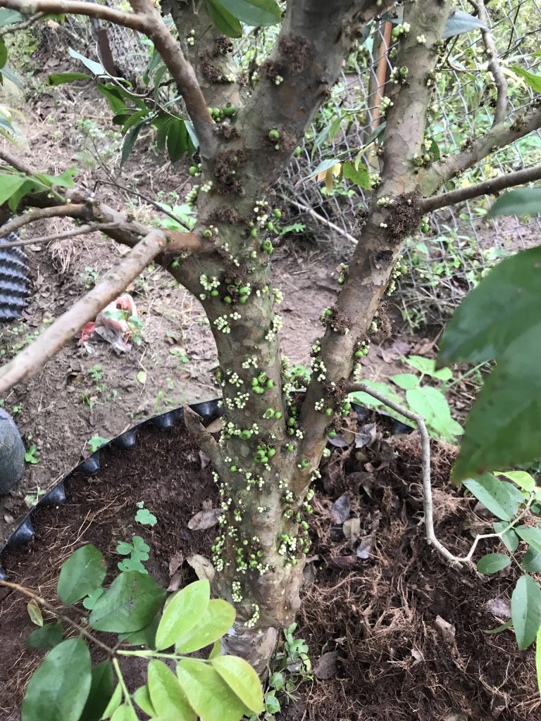 Hạt Giống Cây Nho Thân Gỗ