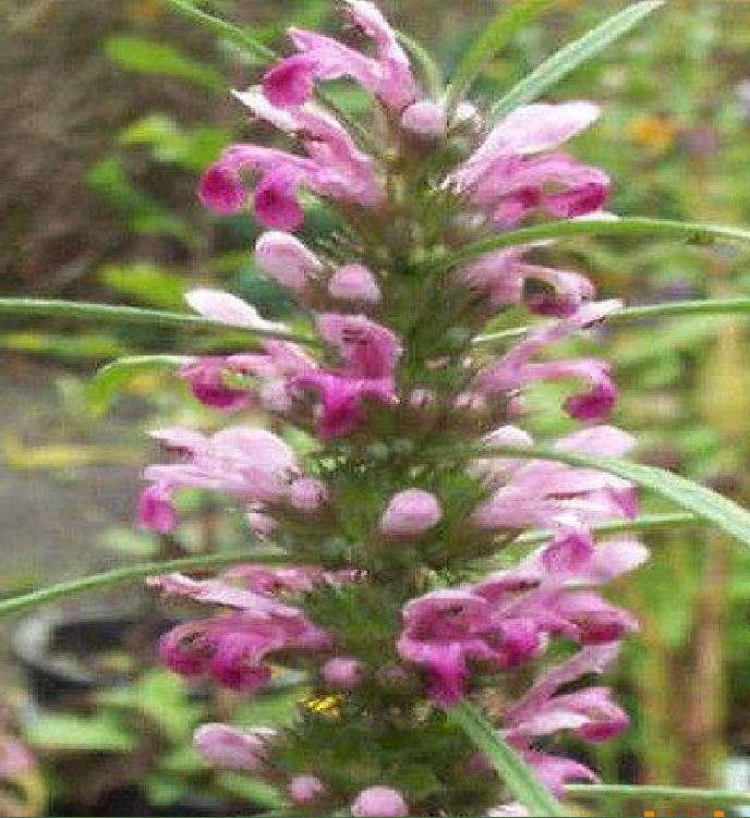 Hạt Giống Cây Ích Mẫu