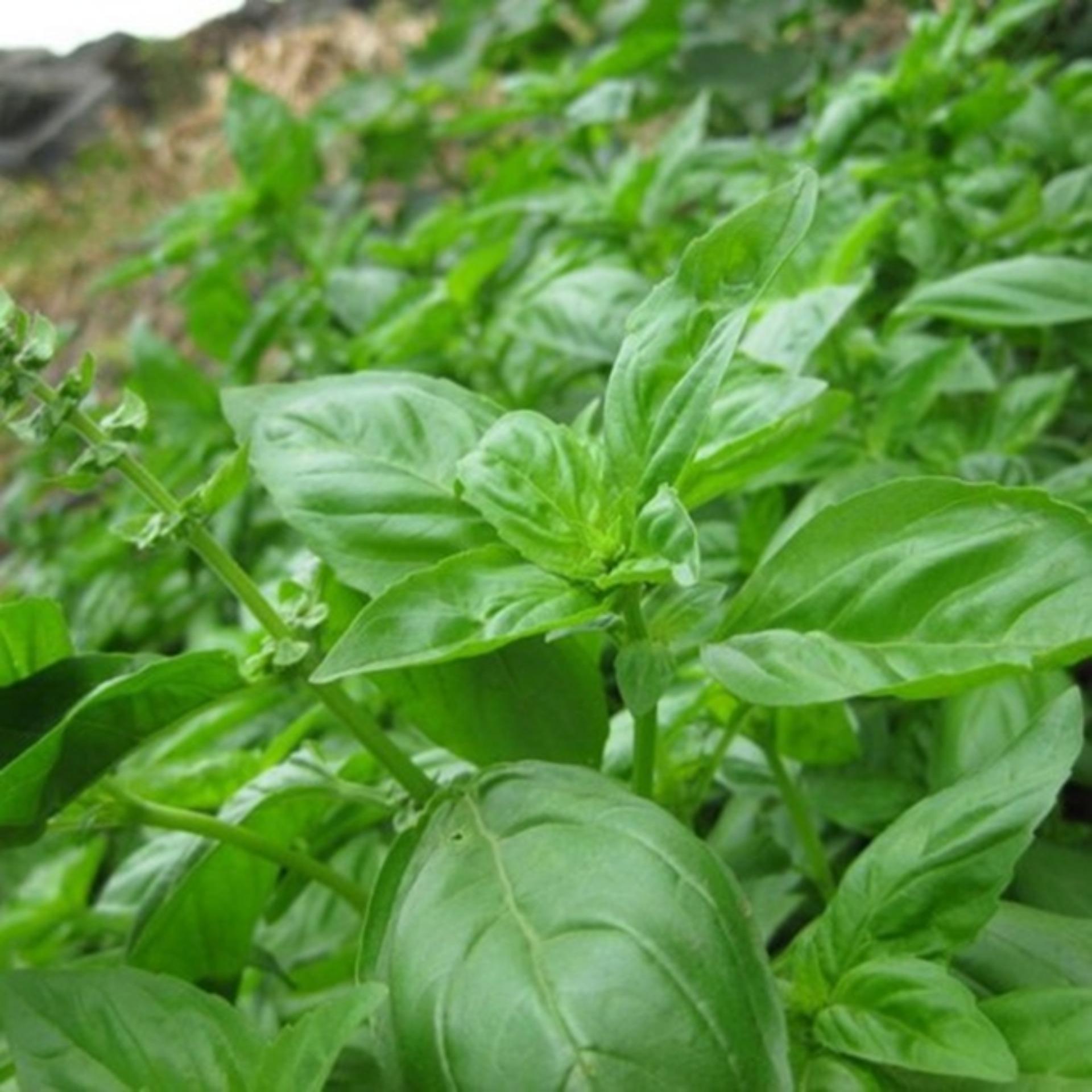 Hạt Giống Rau Húng Tây Basil Ý - Gói 100 hạt