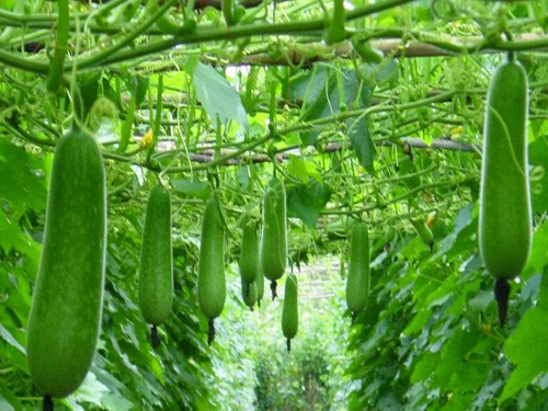 Hạt Giống Bầu Sao Trái Ngắn F1