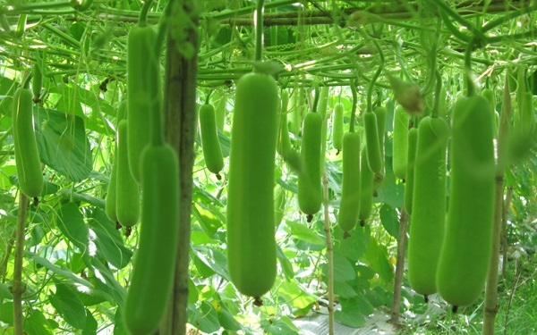Hạt Giống Bầu Lai Xanh F1