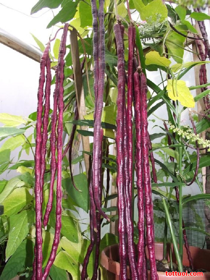 Hạt Giống Đậu Đũa Tím Cao Sản