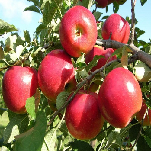 Hạt Giống Táo Đỏ Mỹ Lùn F1