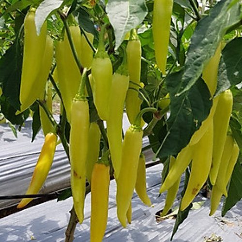 Hạt Giống Ớt Sừng Vàng Châu Phi F1