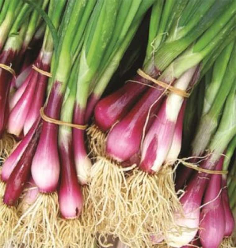 Hạt Giống Hành Lá Gốc Tím  - Gói 2gram