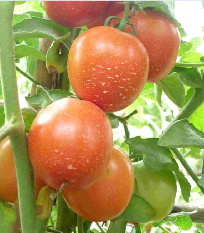 Hạt Giống Cà Chua Chịu Nhiệt F1