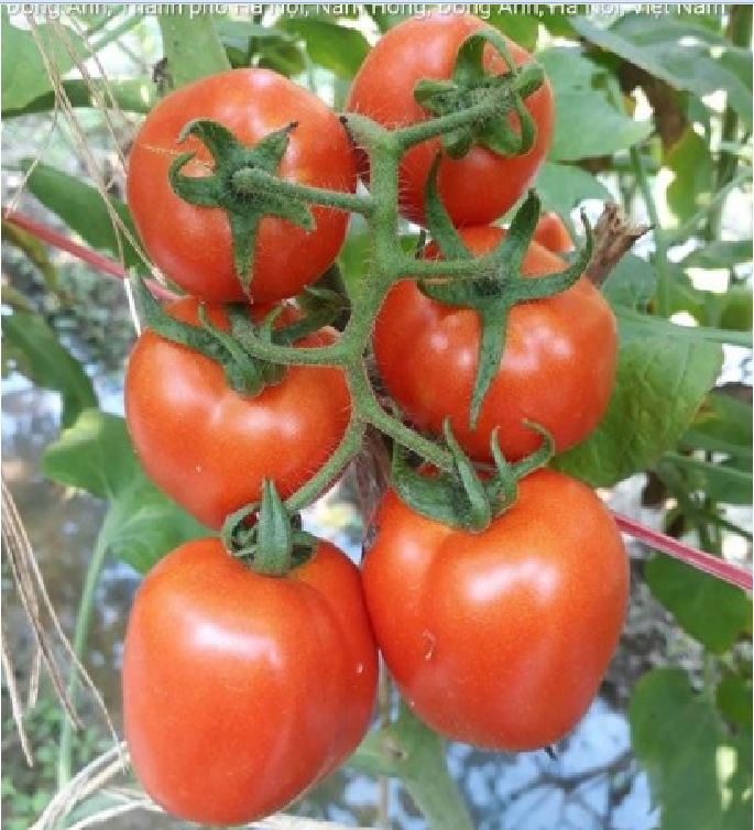Hạt Giống Cà Chua Chịu Nhiệt F1