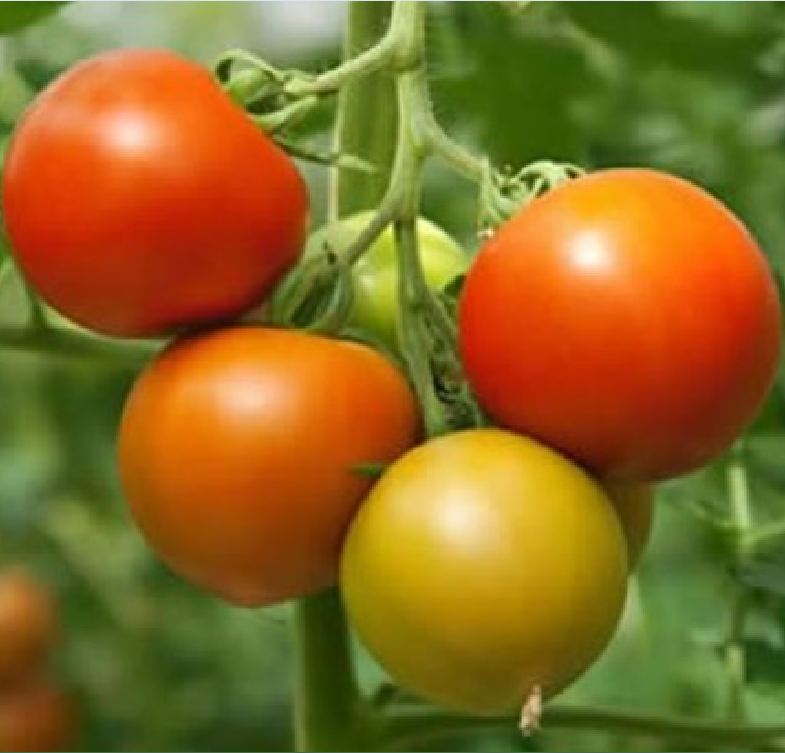 Hạt Giống Cà Chua Chịu Nhiệt F1