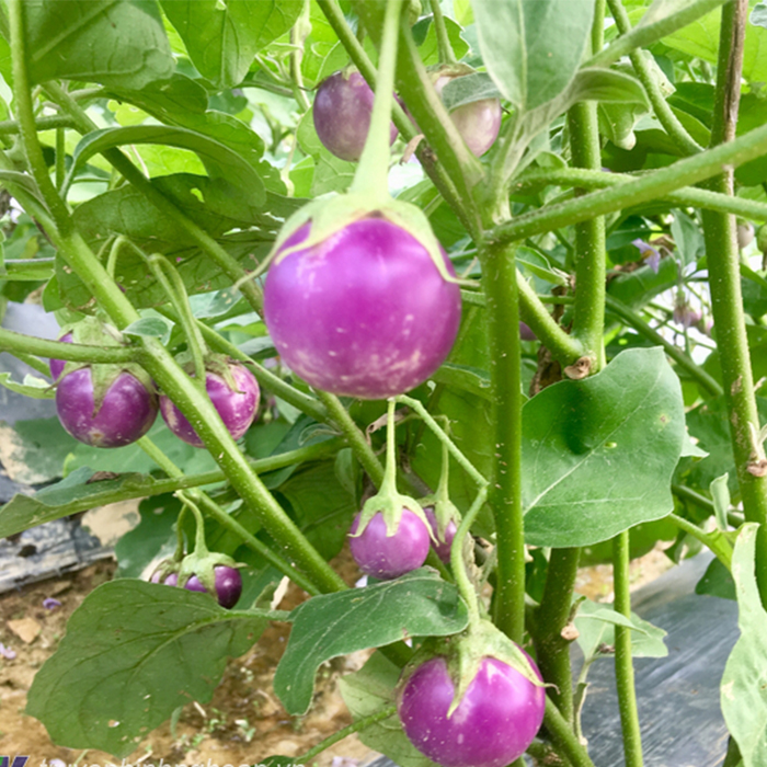 Hạt Giống Cà Pháo Tím Cao Sản