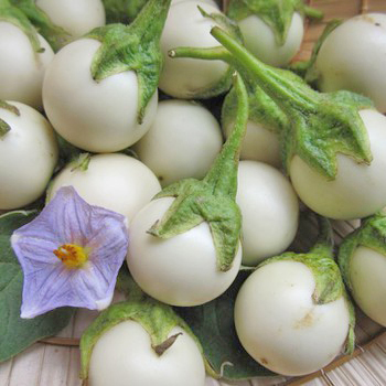 Hạt Giống Cà Pháo Trắng Cao Sản
