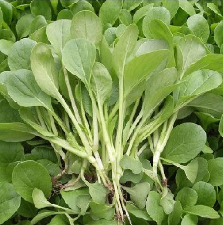 Hạt Giống Rau Cải Ngọt Ăn Non