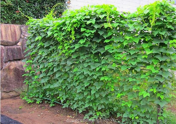 Hạt Giống Đậu Rồng Cao Sản