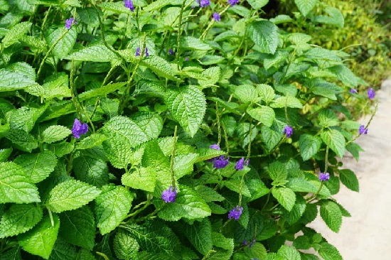 Hạt Giống Cây Đuôi Chuột (Mạch Lạc)